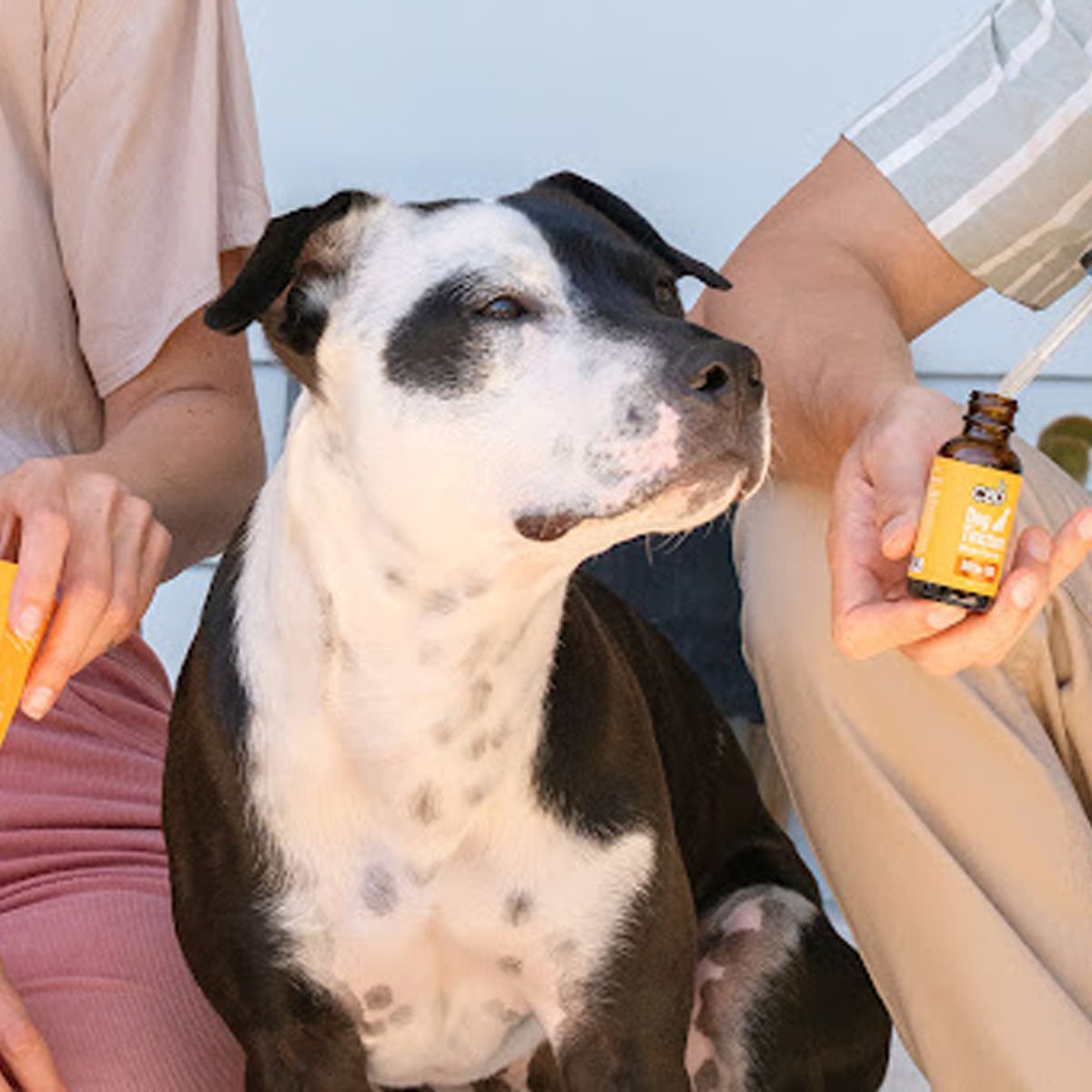 CBD Oil for Dog